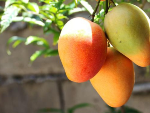 MANGO