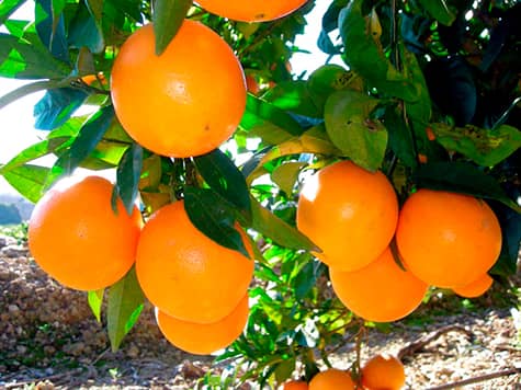 NARANJAS