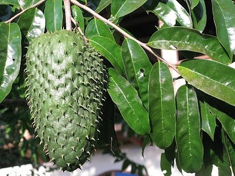 GUANABANA