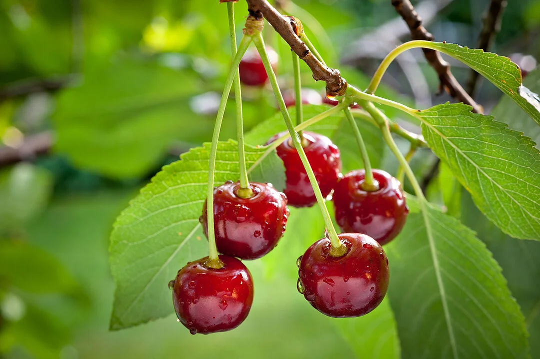 CEREZAS